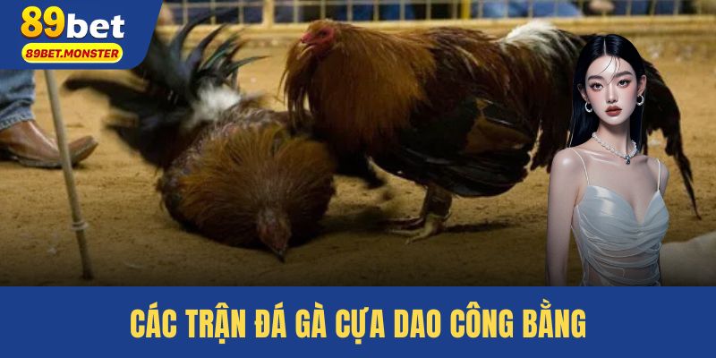Các trận đá gà cựa dao công bằng, đặt cược minh bạch