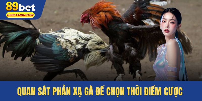 Quan sát phản xạ gà để chọn thời điểm cược chính xác