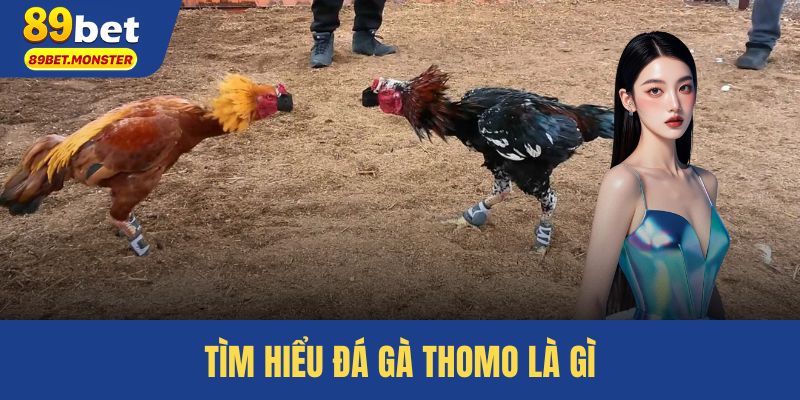 Tìm hiểu đá gà Thomo là gì
